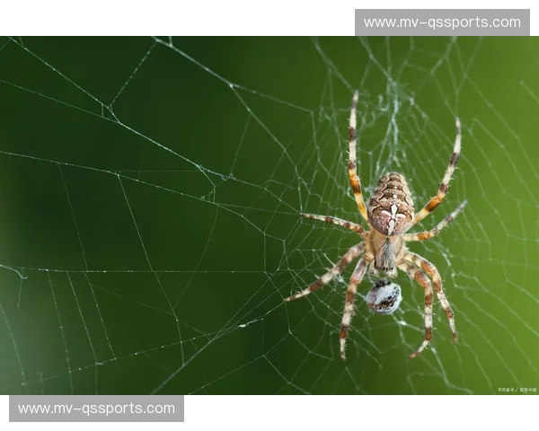 骨头与蜘蛛:一场静默的宿命对决,勾勒生命与死亡的无形边界